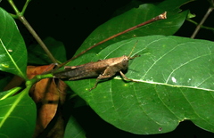 Xenocatantops dirshi