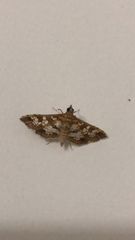 Sameodes cancellalis