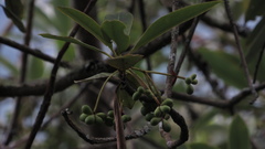 Drimys granadensis