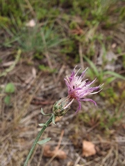 Centaurea borysthenica