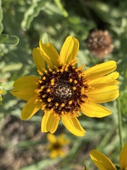 Helianthus ciliaris