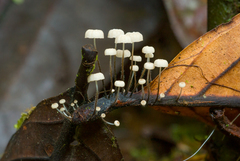 Marasmius