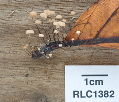 Marasmius