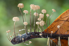 Marasmius