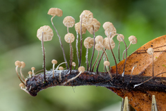 Marasmius