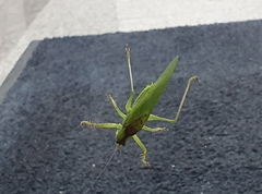 Hexacentrus japonicus