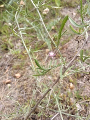 Centaurea borysthenica