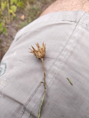 Centaurea borysthenica
