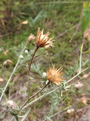 Centaurea borysthenica