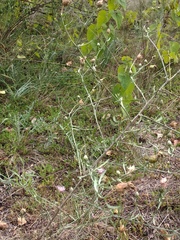 Centaurea borysthenica