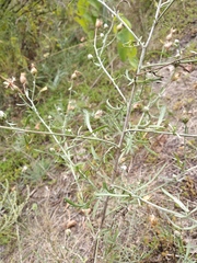 Centaurea borysthenica