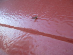 Leucrocuta aphrodite