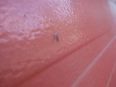 Leucrocuta aphrodite