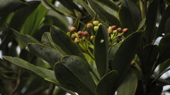 Drimys granadensis