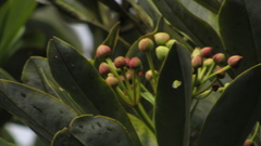 Drimys granadensis