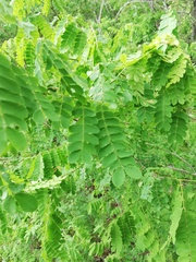 Piptadenia obliqua