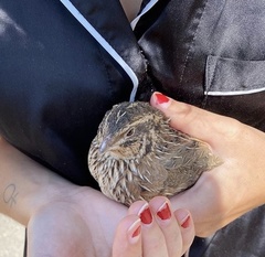 Coturnix