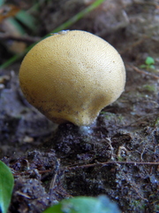 Lycoperdon flavotinctum