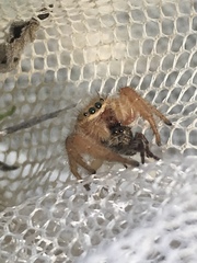 Phidippus pius