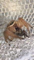Phidippus pius