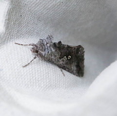 Syngrapha interrogationis