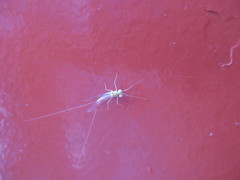 Maccaffertium terminatum terminatum