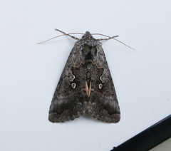 Syngrapha interrogationis