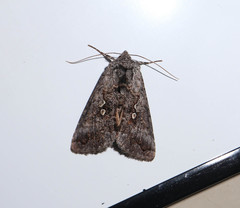 Syngrapha interrogationis