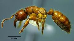 Centromyrmex feae