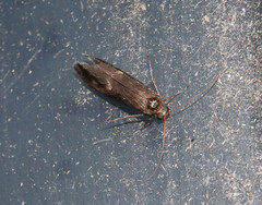 Neureclipsis bimaculata