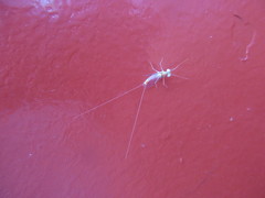 Maccaffertium terminatum terminatum