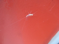 Maccaffertium terminatum terminatum