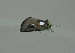 Plagiomimicus olvello