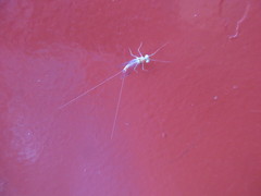 Maccaffertium terminatum terminatum