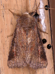 Lacinipolia meditata