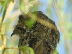Nyctibius jamaicensis