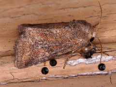 Lacinipolia meditata