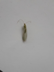 Chrysoperla carnea