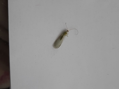 Chrysoperla carnea