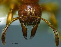 Centromyrmex feae