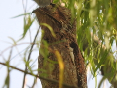 Nyctibius jamaicensis