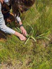 Plantago maritima juncoides