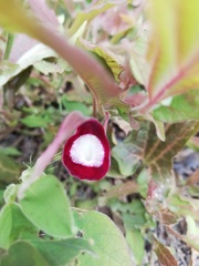 Aristolochia nelsonii