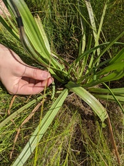 Plantago maritima juncoides