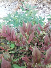 Aristolochia nelsonii