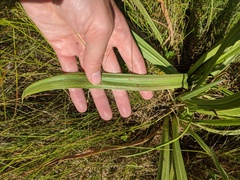 Plantago maritima juncoides