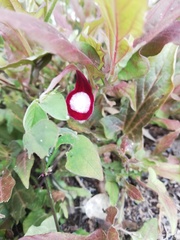 Aristolochia nelsonii