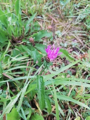 Centaurea jacea