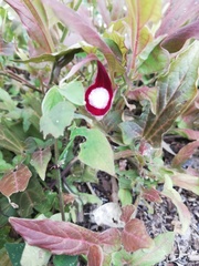 Aristolochia nelsonii