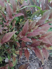 Aristolochia nelsonii